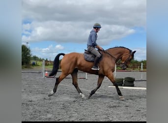 Caballo de deporte irlandés, Caballo castrado, 10 años, Castaño rojizo