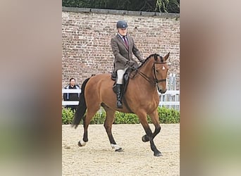 Caballo de deporte irlandés, Caballo castrado, 10 años, Castaño rojizo