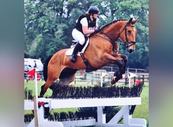 Caballo de deporte irlandés, Caballo castrado, 10 años, Castaño rojizo