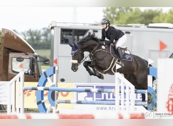 Caballo de deporte irlandés, Caballo castrado, 10 años, Negro