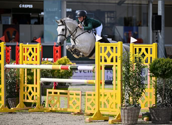 Caballo de deporte irlandés, Caballo castrado, 11 años, 148 cm