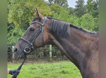 Caballo de deporte irlandés, Caballo castrado, 11 años, 162 cm, Morcillo