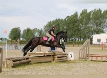 Caballo de deporte irlandés, Caballo castrado, 11 años, 163 cm, Negro