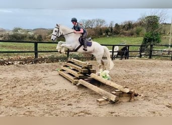 Caballo de deporte irlandés, Caballo castrado, 11 años, 166 cm, Tordo