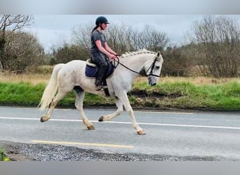 Caballo de deporte irlandés, Caballo castrado, 11 años, 166 cm, Tordo