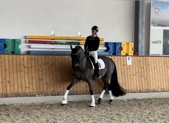 Caballo de deporte irlandés, Caballo castrado, 11 años, 169 cm, Castaño oscuro