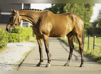 Caballo de deporte irlandés, Caballo castrado, 11 años, 170 cm