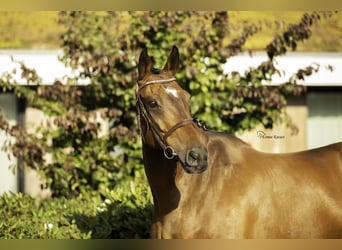 Caballo de deporte irlandés, Caballo castrado, 11 años, 170 cm