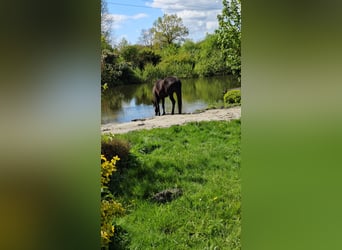 Caballo de deporte irlandés, Caballo castrado, 11 años, 176 cm, Castaño oscuro