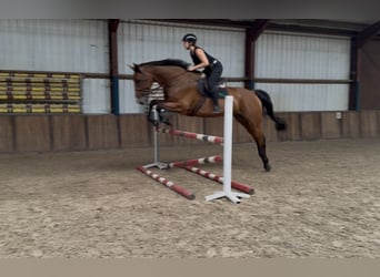 Caballo de deporte irlandés, Caballo castrado, 11 años, 183 cm, Castaño