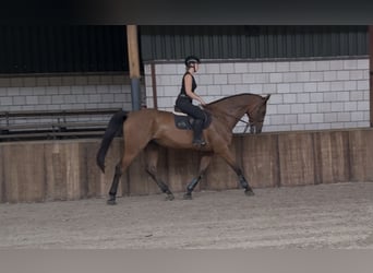 Caballo de deporte irlandés, Caballo castrado, 11 años, 183 cm, Castaño