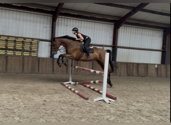 Caballo de deporte irlandés, Caballo castrado, 11 años, 183 cm, Castaño