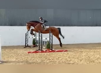 Caballo de deporte irlandés, Caballo castrado, 11 años, 183 cm, Castaño