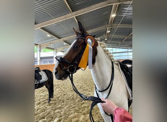 Caballo de deporte irlandés, Caballo castrado, 12 años, 152 cm, Pío