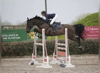 Caballo de deporte irlandés, Caballo castrado, 12 años, 165 cm, Castaño rojizo