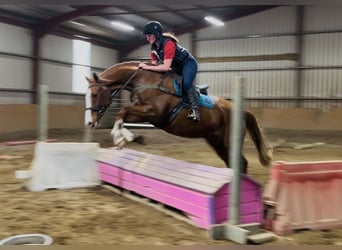 Caballo de deporte irlandés, Caballo castrado, 12 años, 168 cm, Alazán-tostado