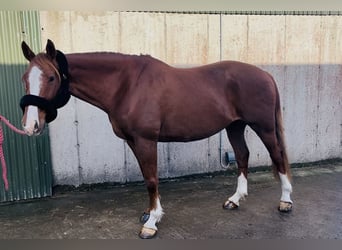 Caballo de deporte irlandés, Caballo castrado, 12 años, 168 cm, Alazán-tostado