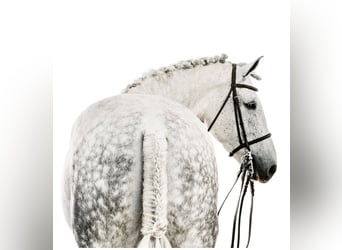 Caballo de deporte irlandés, Caballo castrado, 12 años, 168 cm, Tordo