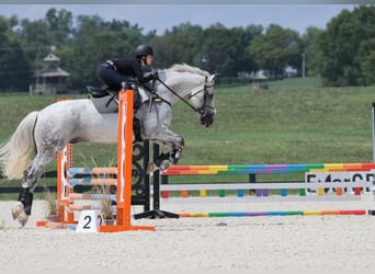 Caballo de deporte irlandés, Caballo castrado, 12 años, 168 cm, Tordo