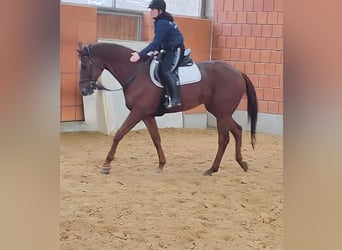 Caballo de deporte irlandés, Caballo castrado, 12 años, 172 cm, Alazán-tostado