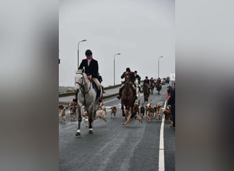 Caballo de deporte irlandés, Caballo castrado, 12 años, 173 cm, Tordo rodado