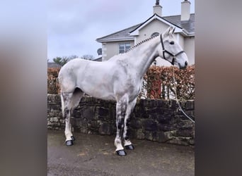 Caballo de deporte irlandés, Caballo castrado, 12 años, 173 cm, Tordo rodado