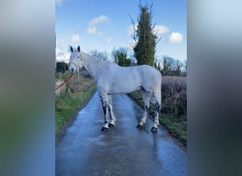 Caballo de deporte irlandés, Caballo castrado, 12 años, 173 cm, Tordo rodado