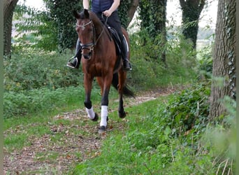 Caballo de deporte irlandés, Caballo castrado, 13 años, 163 cm