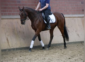 Caballo de deporte irlandés, Caballo castrado, 13 años, 163 cm