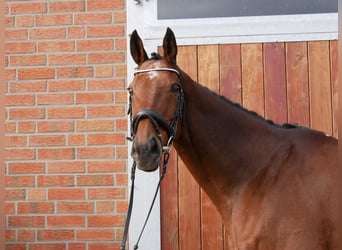 Caballo de deporte irlandés, Caballo castrado, 13 años, 163 cm