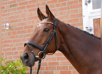 Caballo de deporte irlandés, Caballo castrado, 13 años, 163 cm