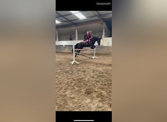 Caballo de deporte irlandés, Caballo castrado, 13 años, 163 cm, Negro