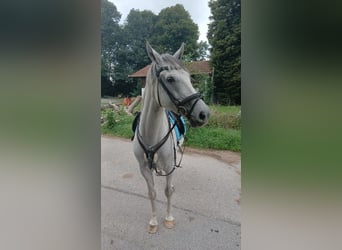 Caballo de deporte irlandés Mestizo, Caballo castrado, 13 años, 164 cm, Tordo