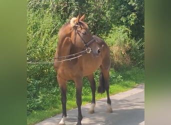 Caballo de deporte irlandés, Caballo castrado, 13 años, 166 cm, Castaño