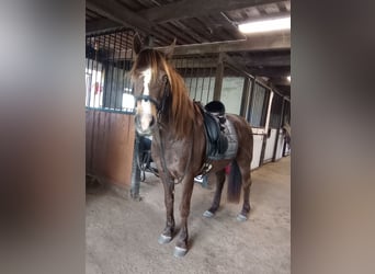 Caballo de deporte irlandés Mestizo, Caballo castrado, 14 años, 139 cm, Buckskin/Bayo