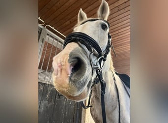 Caballo de deporte irlandés, Caballo castrado, 14 años, 164 cm, Musgo marrón