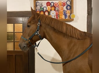 Caballo de deporte irlandés, Caballo castrado, 14 años, 168 cm, Alazán