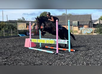 Caballo de deporte irlandés, Caballo castrado, 14 años, 168 cm, Castaño rojizo
