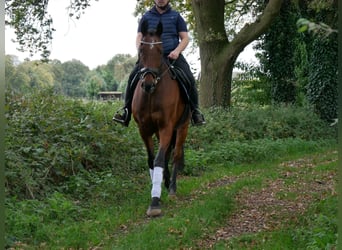 Caballo de deporte irlandés, Caballo castrado, 15 años, 163 cm