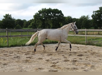 Caballo de deporte irlandés, Caballo castrado, 15 años, 164 cm, Tordo