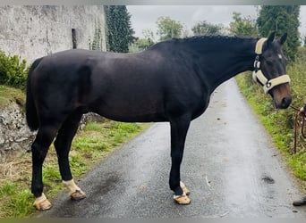 Caballo de deporte irlandés, Caballo castrado, 15 años, 168 cm