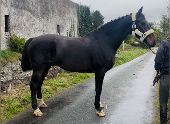 Caballo de deporte irlandés, Caballo castrado, 15 años, 168 cm