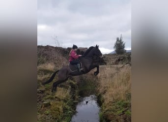 Caballo de deporte irlandés, Caballo castrado, 15 años, 170 cm, Castaño rojizo