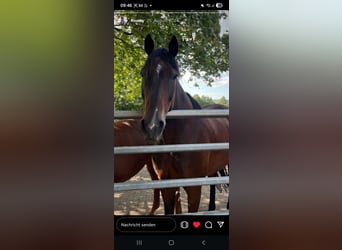 Caballo de deporte irlandés, Caballo castrado, 15 años, 176 cm, Castaño oscuro