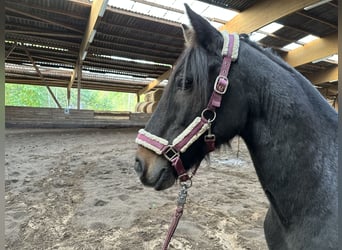 Caballo de deporte irlandés, Caballo castrado, 15 años, Negro