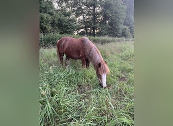 Caballo de deporte irlandés Mestizo, Caballo castrado, 16 años, 115 cm, Alazán