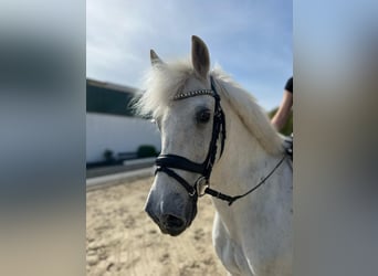 Caballo de deporte irlandés Mestizo, Caballo castrado, 16 años, 143 cm, Tordo