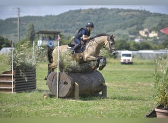Caballo de deporte irlandés, Caballo castrado, 16 años, 148 cm, Bayo