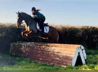Caballo de deporte irlandés, Caballo castrado, 16 años, 148 cm, Castaño