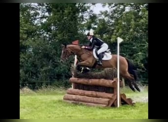 Caballo de deporte irlandés, Caballo castrado, 16 años, 148 cm, Castaño
